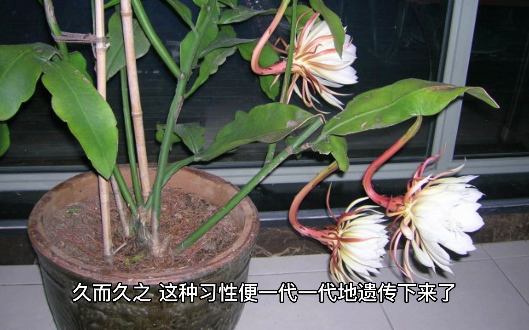昙花开花时间受环境影响的原因