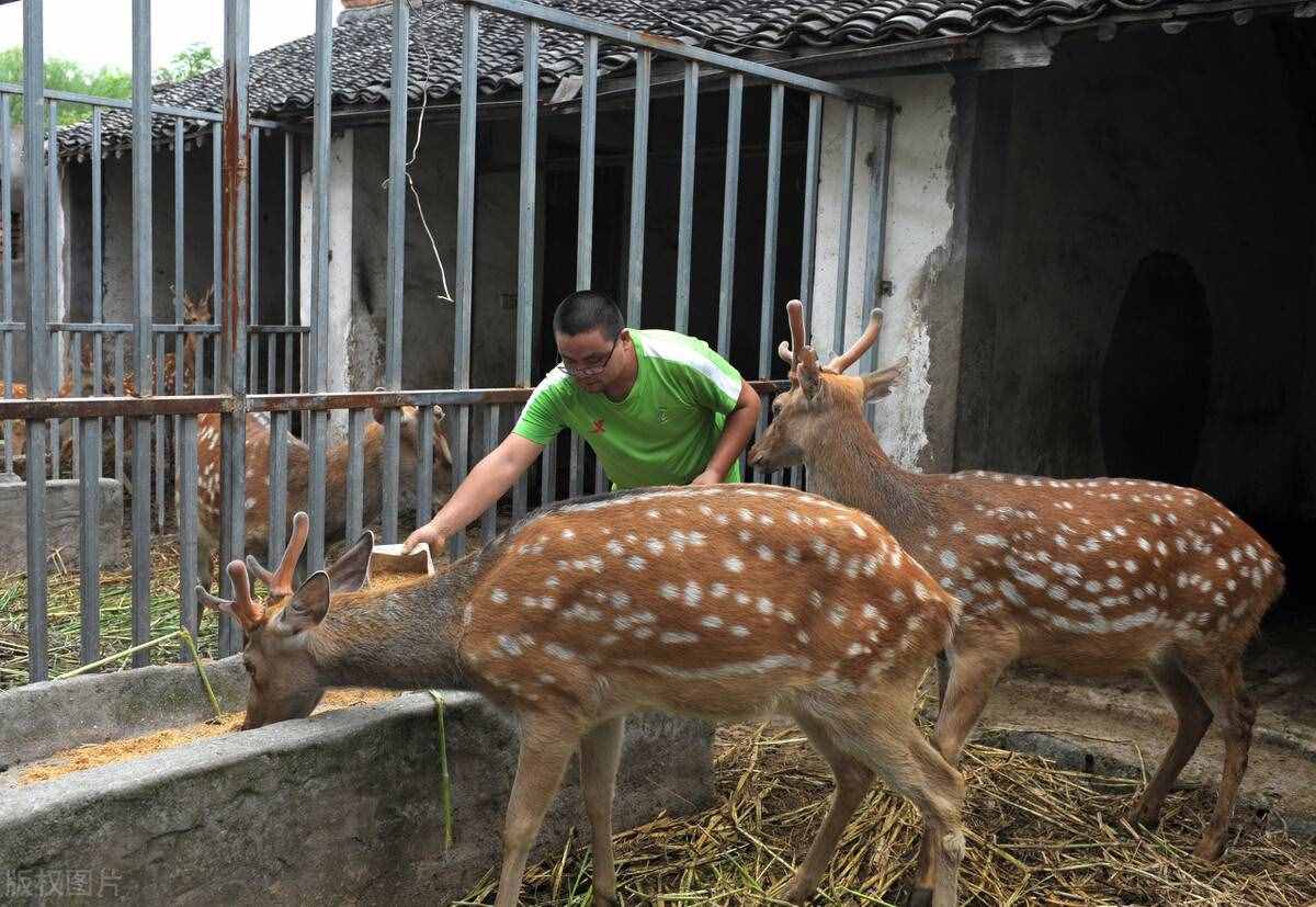 关于鹿肉