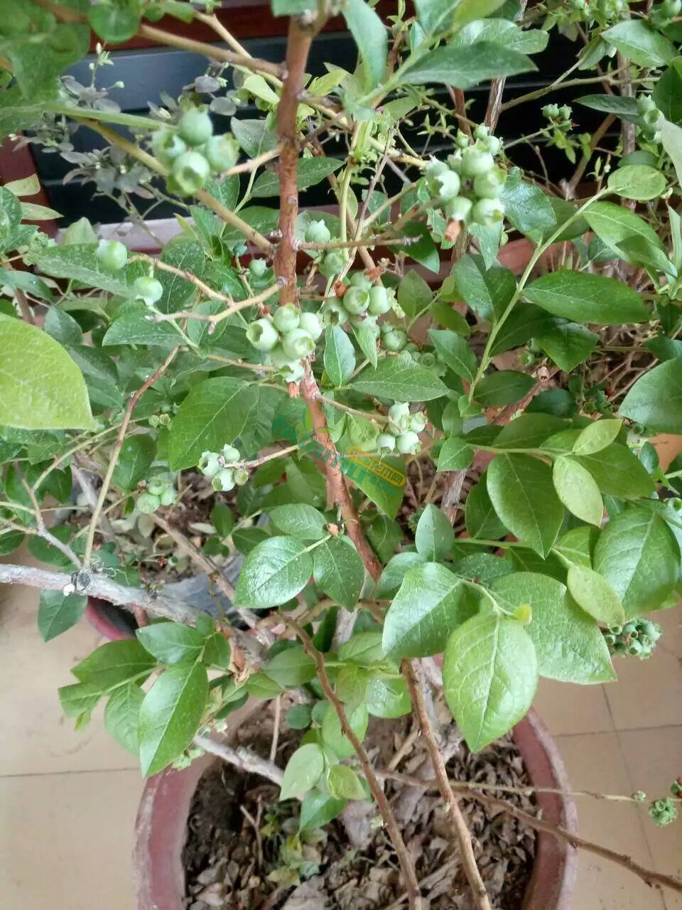 蓝莓的种植技巧