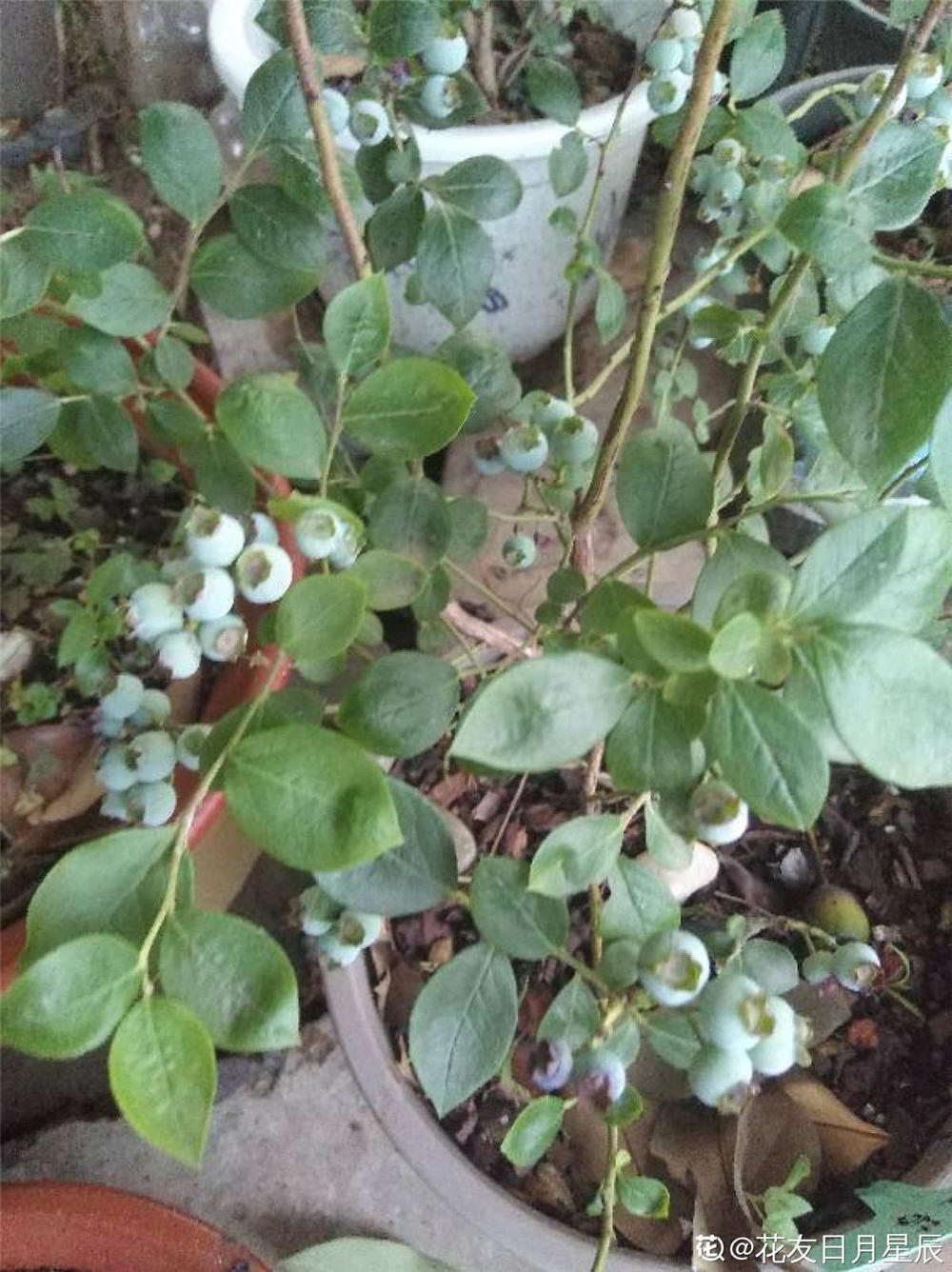 蓝莓的栽种技巧