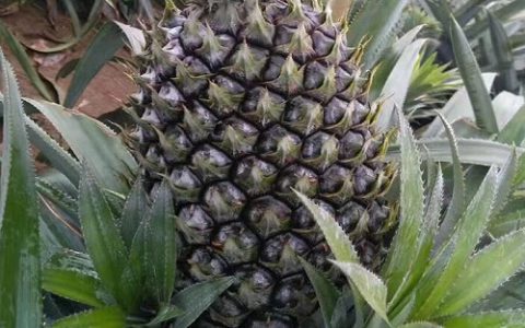 菠萝成熟的季节是几月(菠萝成熟的时间-菠萝成熟的季节表)