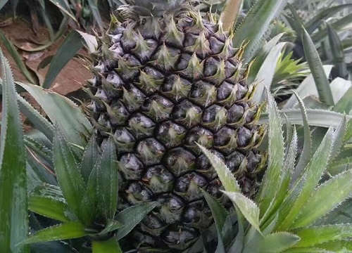 菠萝成熟的时间表