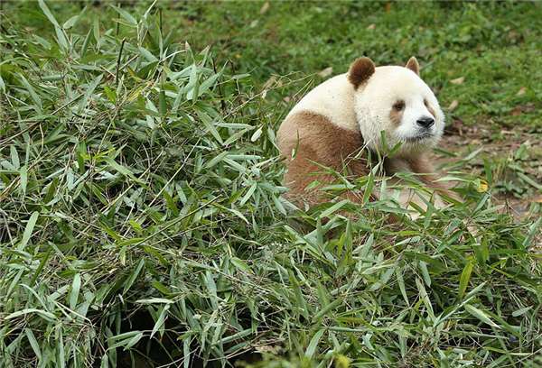 大熊猫寿命长短的原因