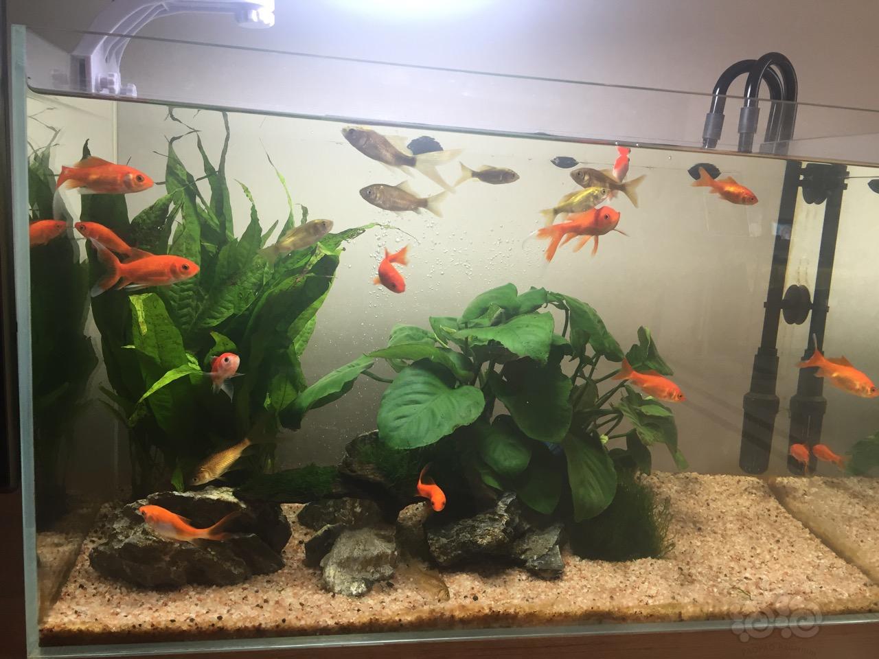 1.水族箱选择