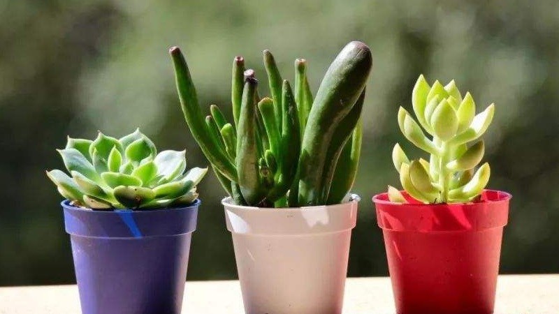 多肉植物的养护技巧