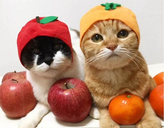 草莓对猫有哪些影响？