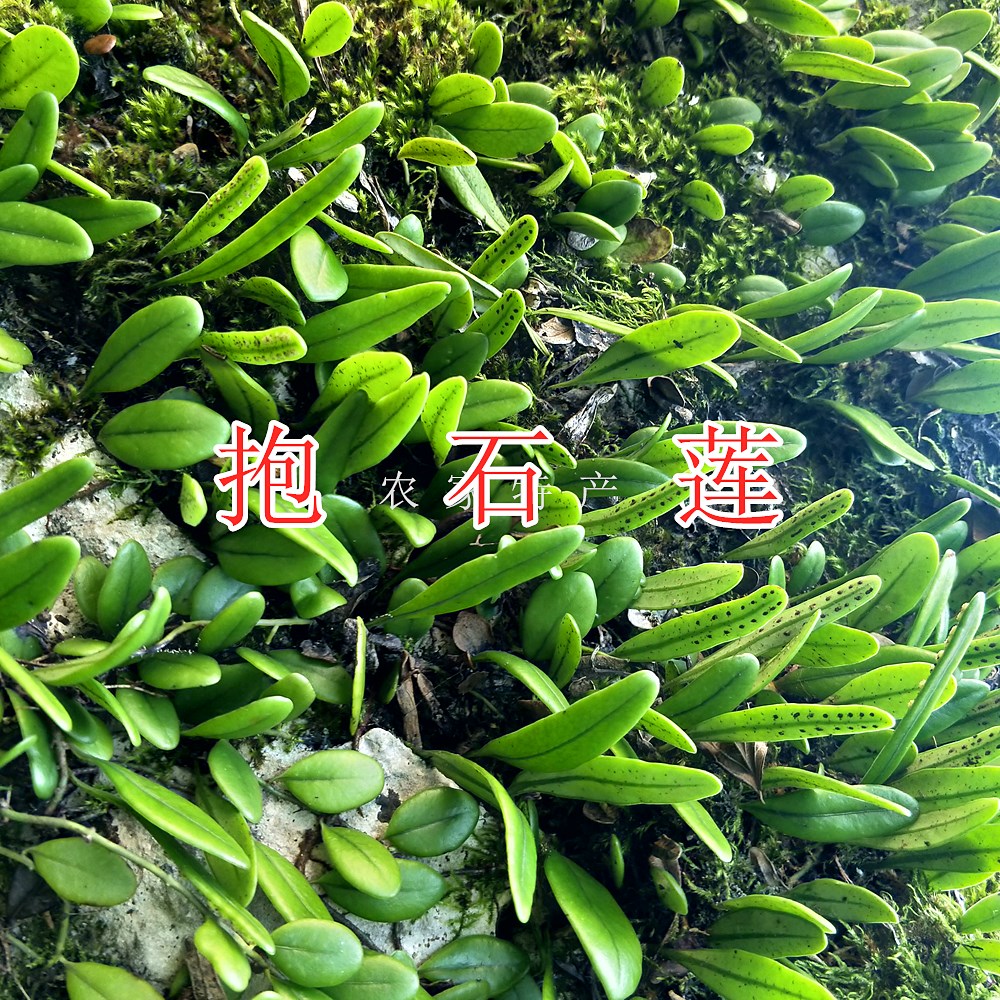 使用抱石莲的注意事项