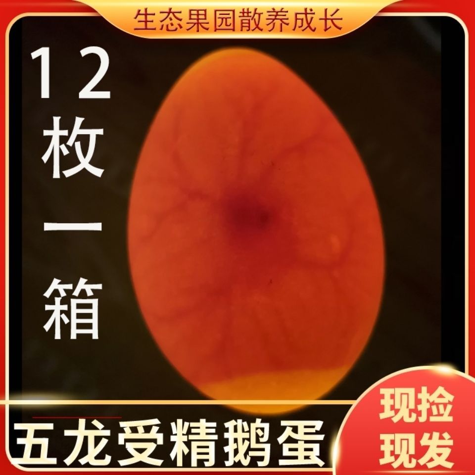 鹅蛋孵化湿度应该保持在多少?