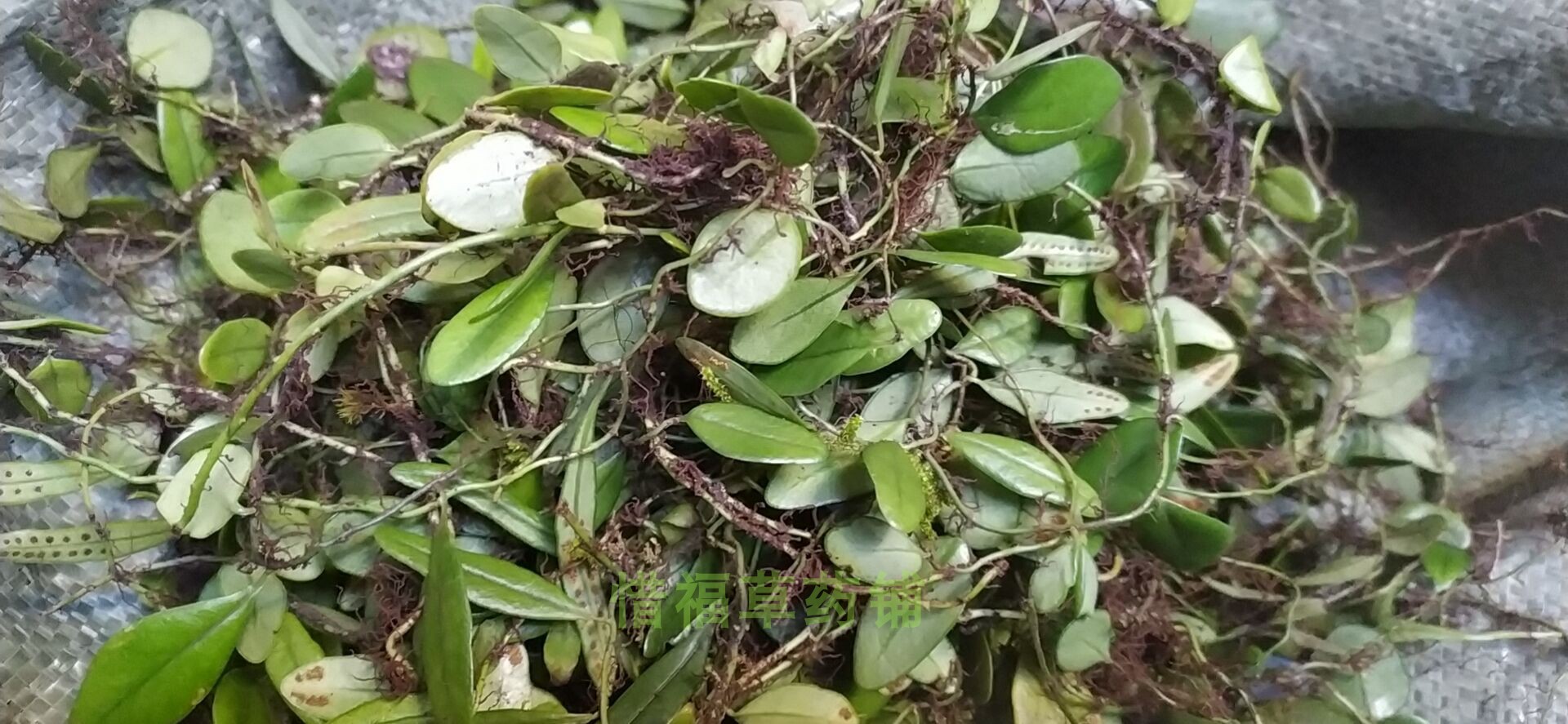 抱石莲的功效与作用