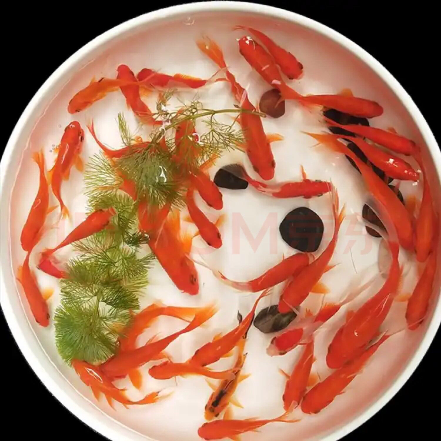 3.饲料选择