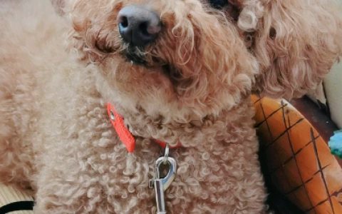 泰迪狗能吃黄瓜吗(泰迪犬饮食禁忌)