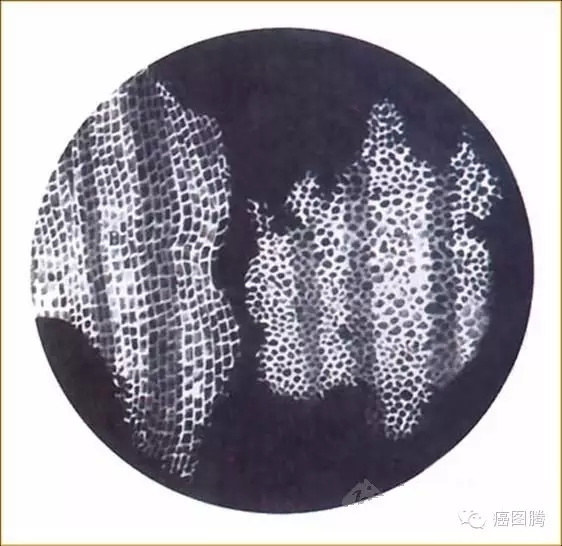 薄片一词的起源及意义
