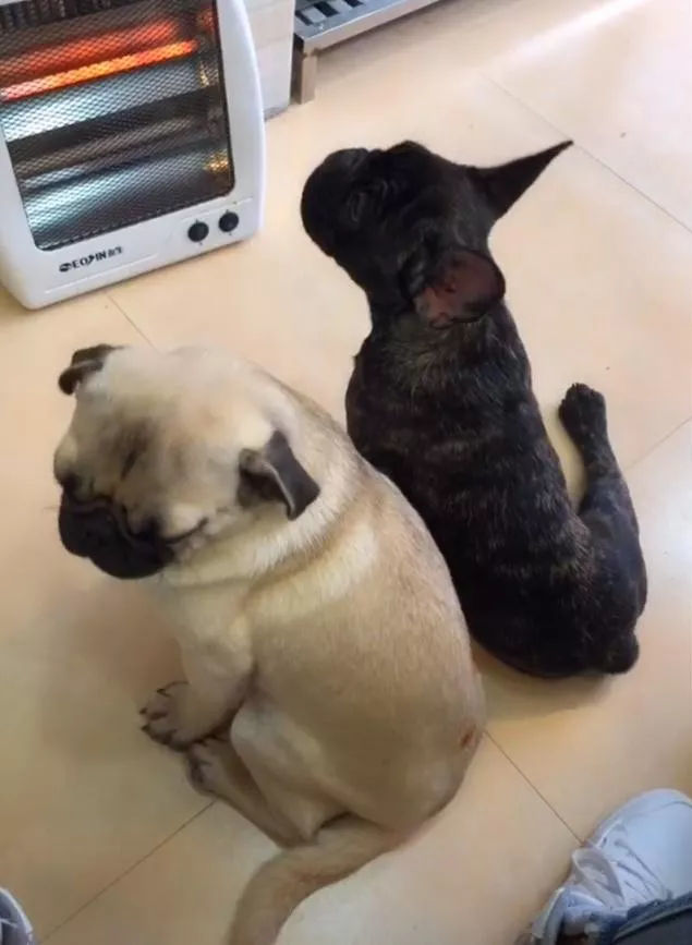 巴哥犬