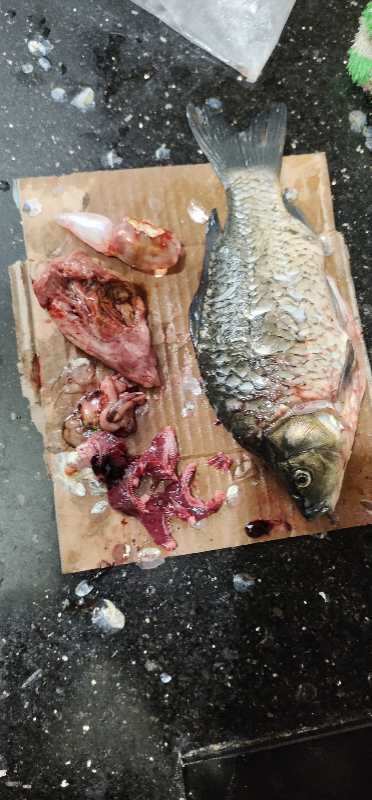方法一：将鱼苦胆取出