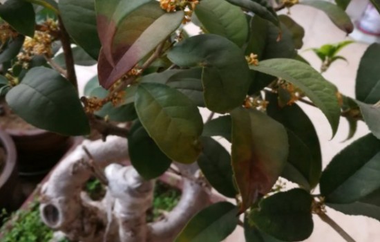 如何解决桂花叶尖枯焦的问题？
