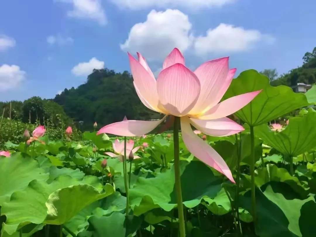 荷花品种