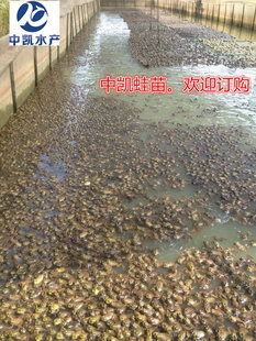 牛蛙投资回报率