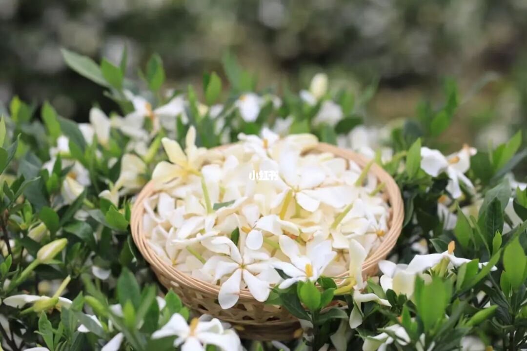 黄栀子泡水喝的效果
