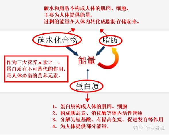 氨基酸的作用