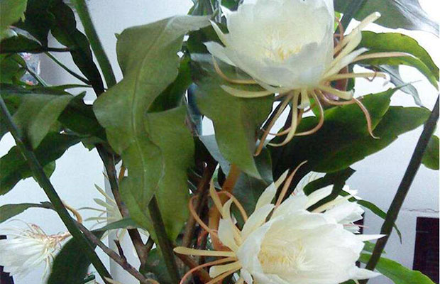 昙花传承千年的功效