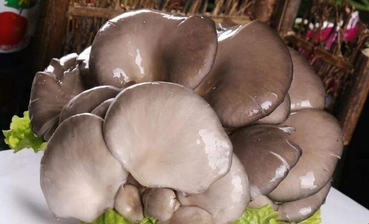 蘑菇的保存方法