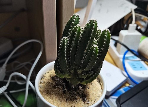 养仙人掌的好处有哪些