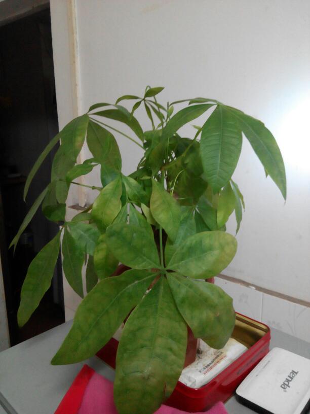 发财树如何正确养护