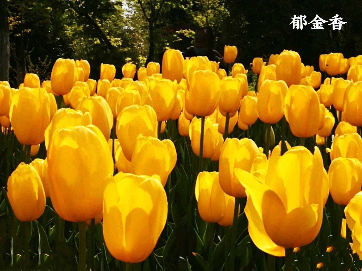 黄色郁金香的含义是什么？