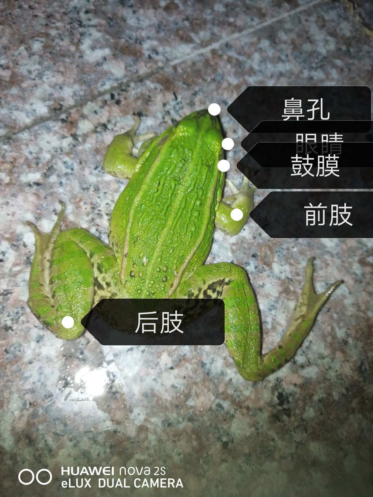 青蛙属于哪个类别？