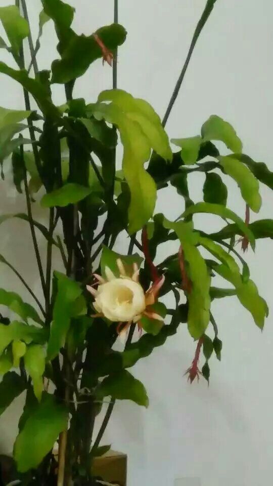 昙花开花的奥秘