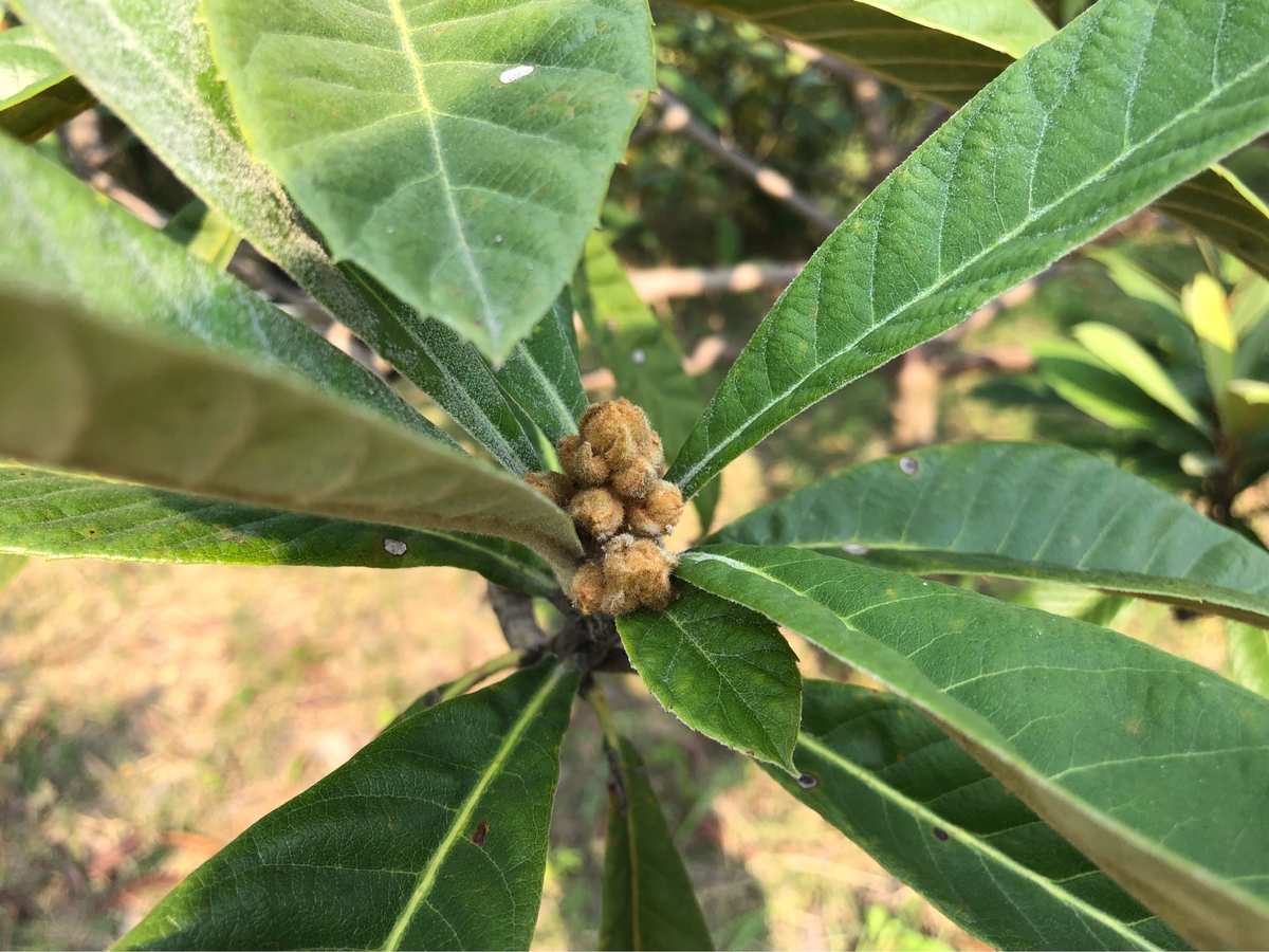枇杷树几年能开花结果