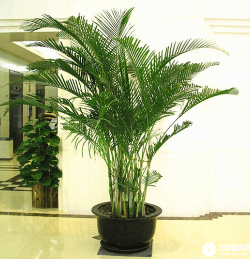 如何种植散尾葵？