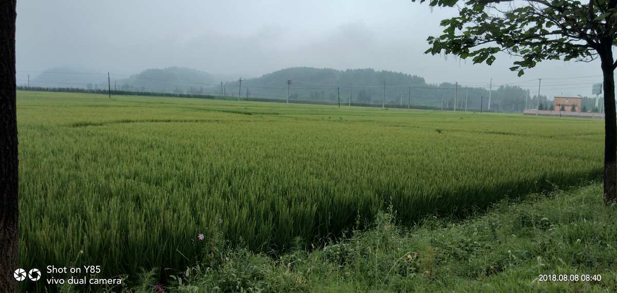 蛙声古韵的田园风光