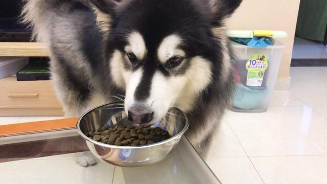狗狗饮食禁忌