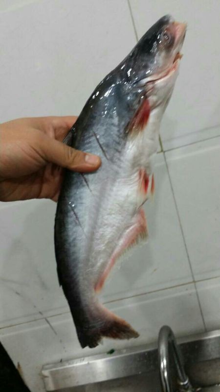 七种无鳞鱼，你知道几种？