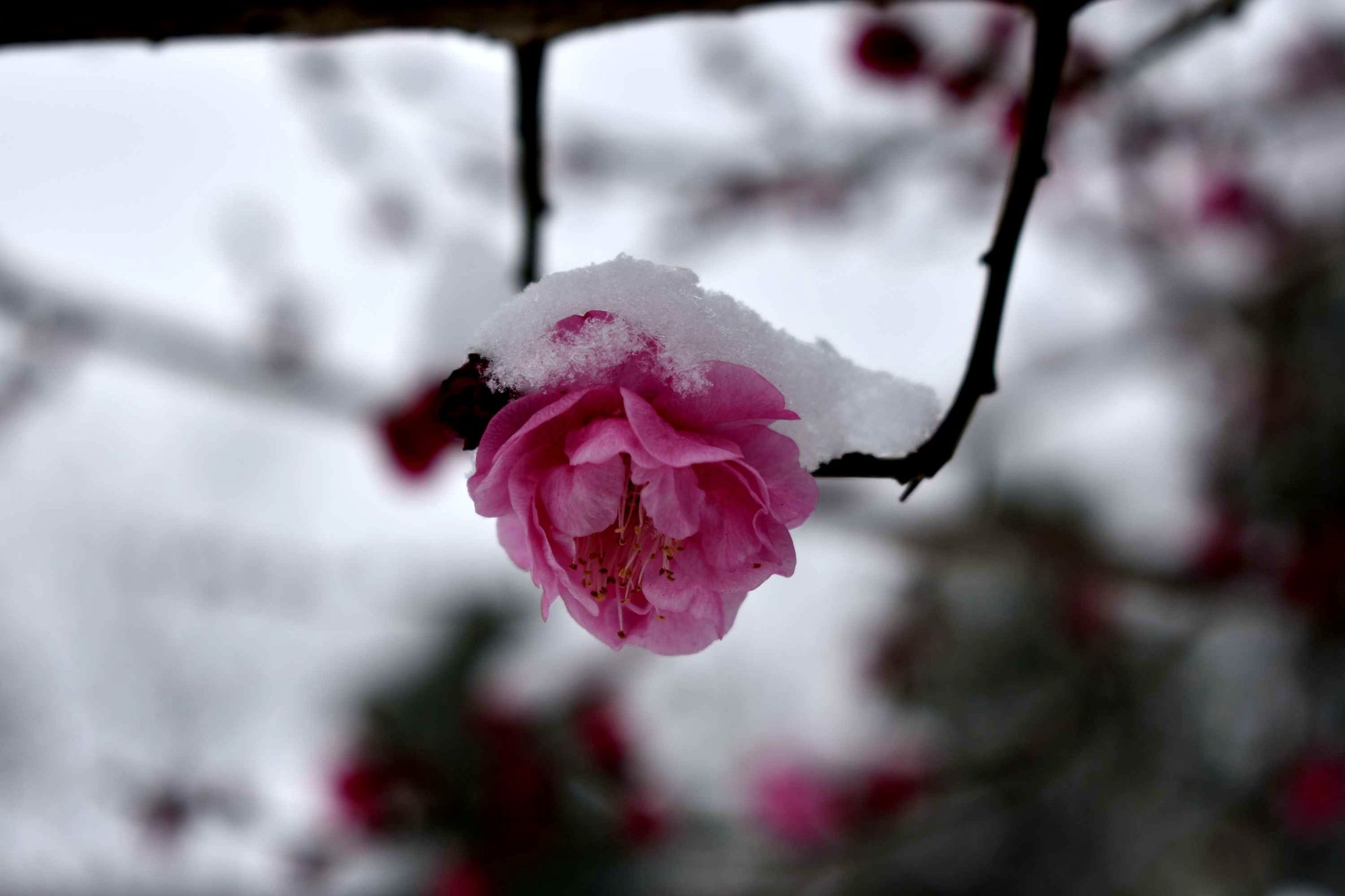 为什么《梅雪争春未肯降全诗》是经典之作？