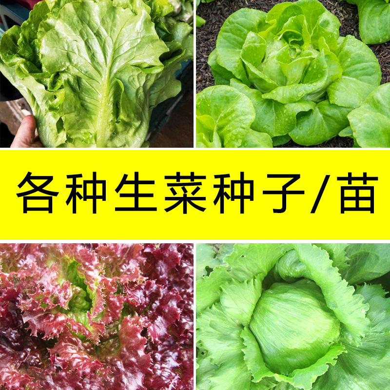 生菜种子直接种的优点
