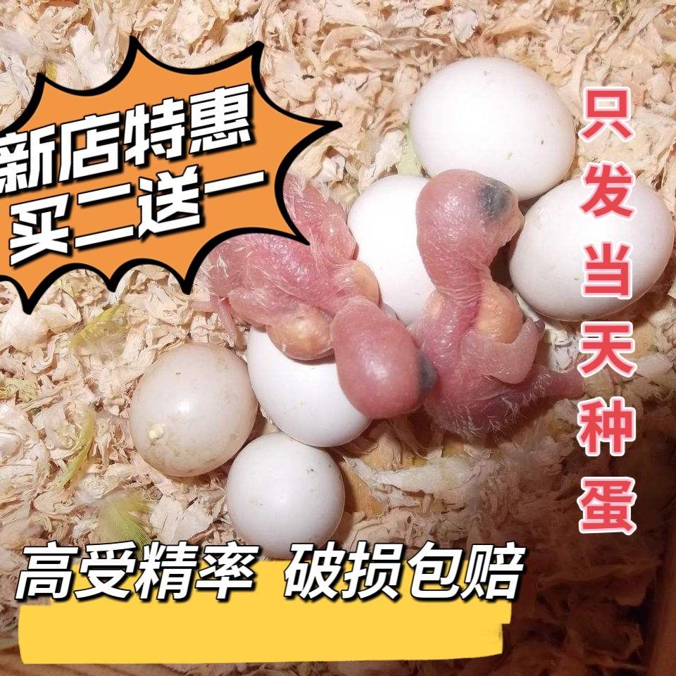 鹦鹉孵化周期