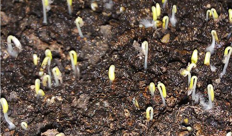 生菜种子催芽的优点
