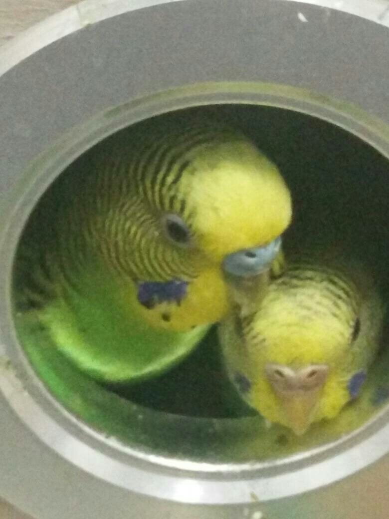 虎皮鹦鹉生育季