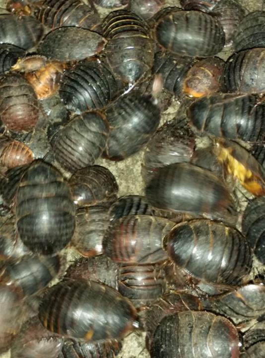 如何食用土鳖虫