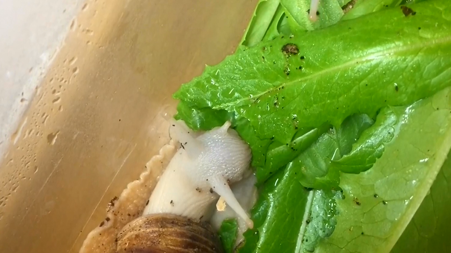 蜗牛的营养价值