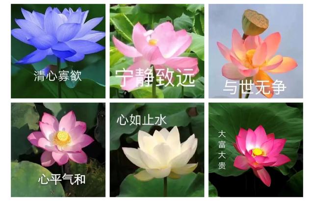 老年人的微信名字女