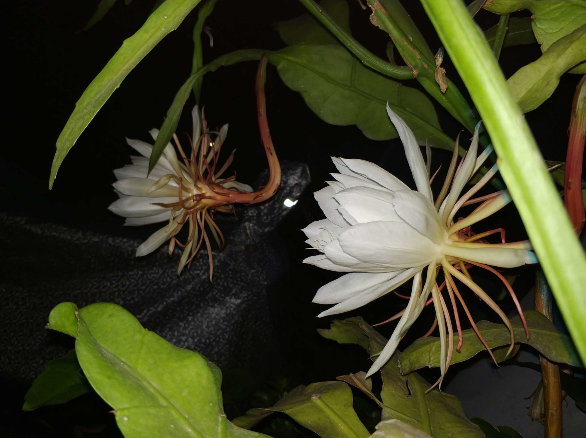 昙花的疗效与传统疗法