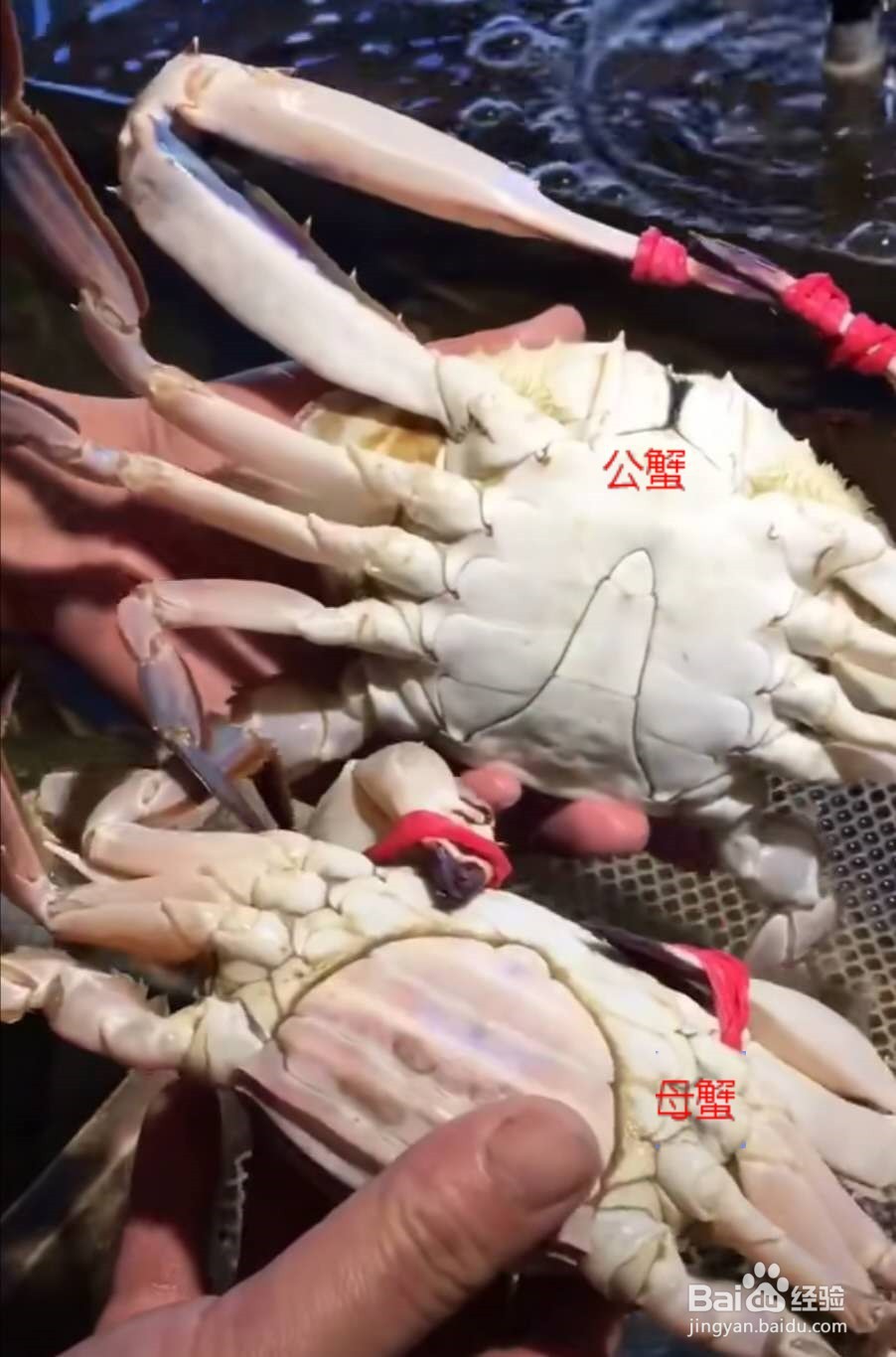 生殖器