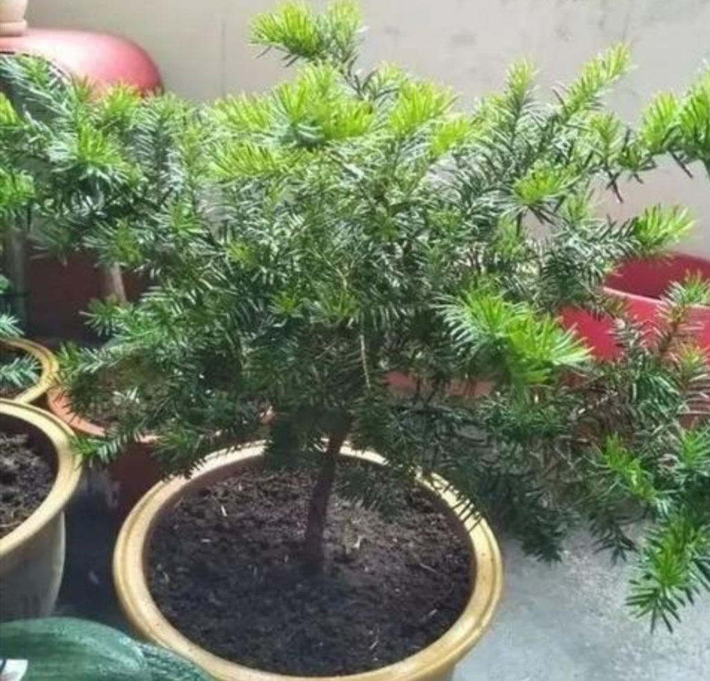 红豆杉的养殖方法盆栽