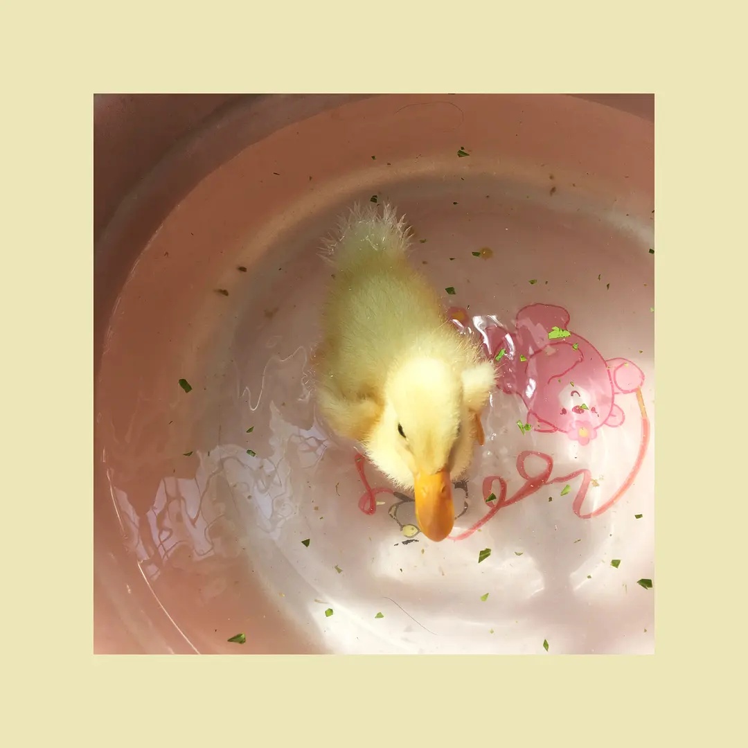 小鸭子和小鹅的外貌区别
