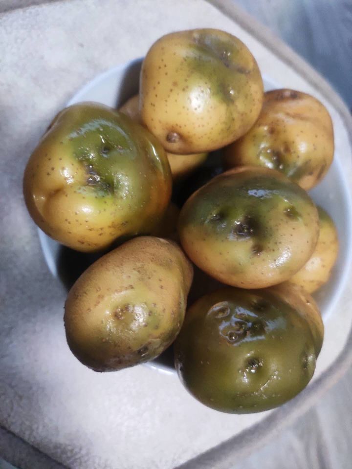土豆保存技巧