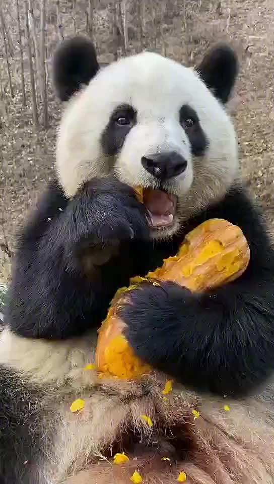 熊猫饮食的重要性
