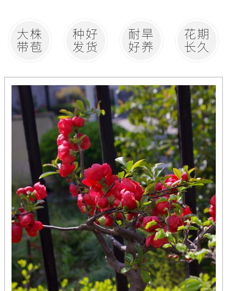 海棠花能否放在室内？